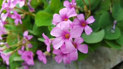 生活隨拍，話說(shuō)終于可以上傳圖片了，但是還是有大小限制