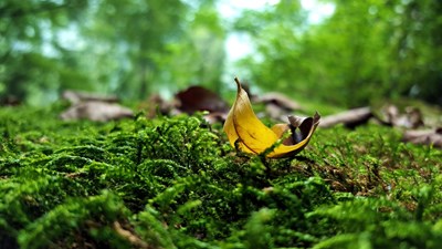 【手機也能拍大片】【戀之風景】鏡頭下的綠色。