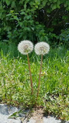 【戀之風(fēng)景】蒲公英cp