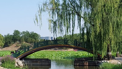 【戀之風(fēng)景】夏日拱橋