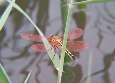 【戀之風(fēng)景】蜻蜓