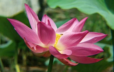 【美麗的Ta】映日荷花