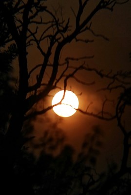 【戀之風(fēng)景】枯影婆娑