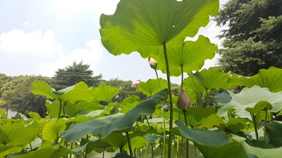 【戀之風(fēng)景】荷花之遠景