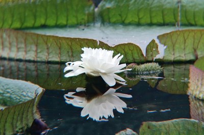 【美麗的Ta】絢麗的王蓮花