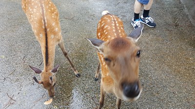 【美麗的ta】奈良小鹿萌萌噠