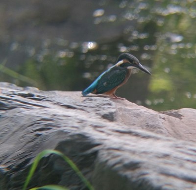 【美麗的Ta】翠鳥(niǎo)