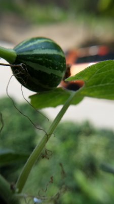 【美麗的ta】葫蘆娃