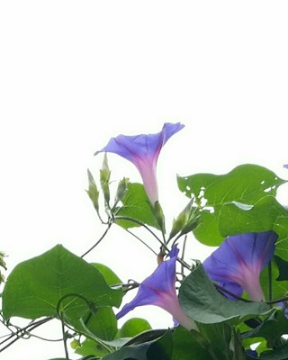 【美麗的ta】牽牛花