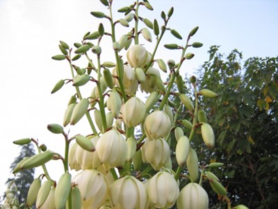 【戀之風景】誰認出這是什么花