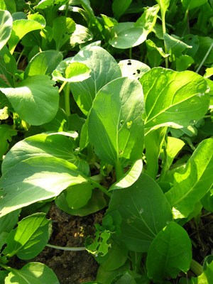 【戀之風景】無公害蔬菜