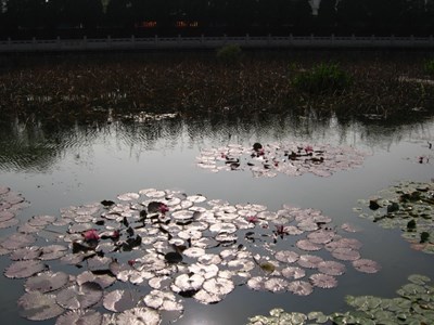 【戀之風(fēng)景】荷塘，夏色