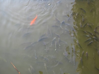 【戀之風景】魚