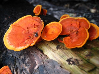 【美麗的ta】猜猜了