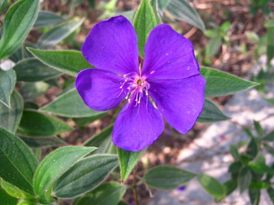 【戀之風景】花開拉
