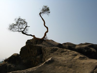 【戀之風(fēng)景】樹(shù)