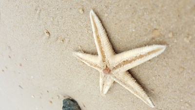 【戀之風景】海星