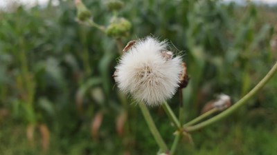 【分享】這個有點類似于微距