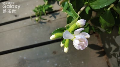 一組植物小清新