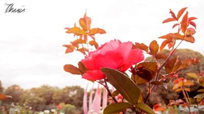 繽紛se彩，Note 5樣張