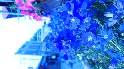 這么藍的花