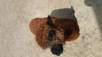 左嘟嘟，右嘟嘟