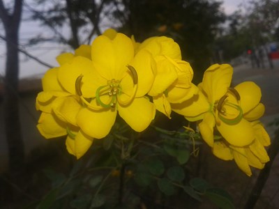 247295911
