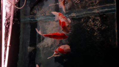 錦鯉