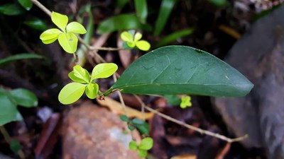 S6 Edge+ 弱光表現(xiàn) 一花一世界