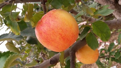 蘋果熟了！