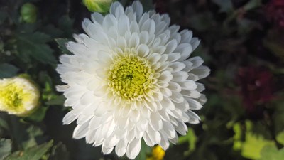 秋日的綻放 by s6