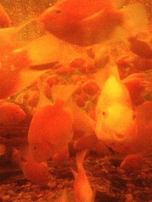 fish smile