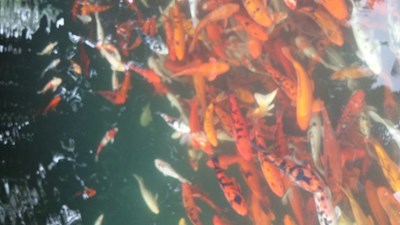 魚水之歡-