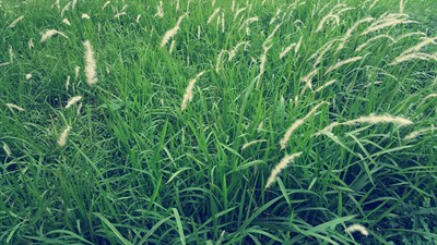 綠色能讓人心情好