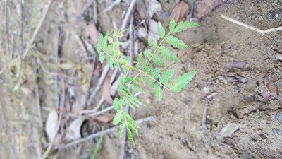 #生命的不朽#放膽來