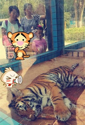  # 美女與“野獸”的合影# 放膽來(lái)