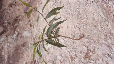 #生命之頑強#放膽來