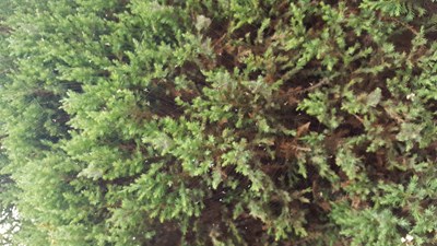 #重點不是松樹#放膽來