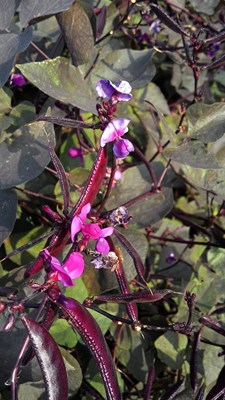 仲秋時節(jié)看茶豆花