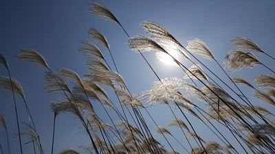 秋日的私語(yǔ)