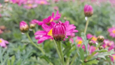 【云南彩云之滇】帶著大E去旅行之彩云之滇。