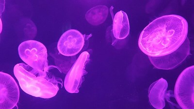 古生物的紋理，不用美圖修飾的美