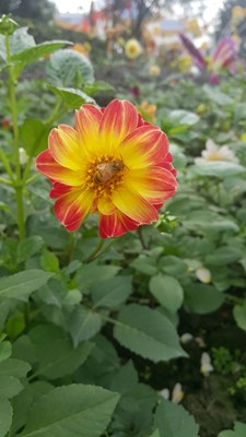 花花