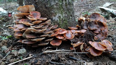 無意中發(fā)現(xiàn)的