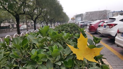 又是那片知秋的葉子