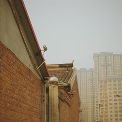 農(nóng)村快沒(méi)了