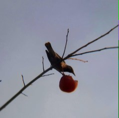 吃柿子的鳥(niǎo)