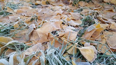 【隆冬百態(tài)】+北京+冬天的細(xì)節(jié)