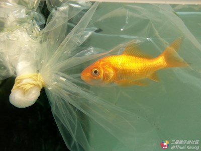 愛攝影改版成拍吧了！