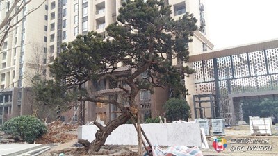 工地其實(shí)也可以很美